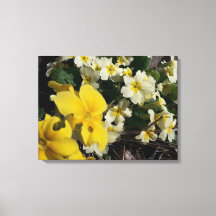 Witte en gele tuinbloemen