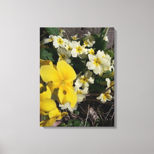 Witte en gele tuinbloemen canvas afdruk (Voorkant)