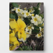 Witte en gele tuinbloemen fotoplaat (voorkant)