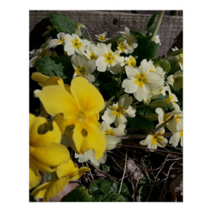 Witte en gele tuinbloemen perfect poster