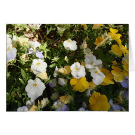 Witte en gele viooltjes
