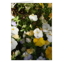 Witte en gele viooltjes