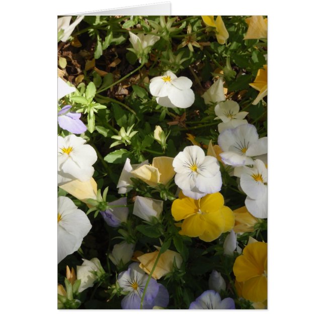 Witte en gele viooltjes (Voorkant)
