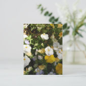Witte en gele viooltjes briefkaart (Staand voorkant)