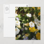 Witte en gele viooltjes briefkaart (Voorkant / Achterkant)