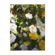 Witte en gele viooltjes