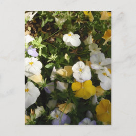 Witte en gele viooltjes briefkaart