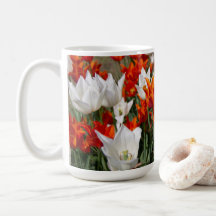Witte en gembertulpen in de tuin