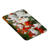 Witte en gembertulpen in de tuin magneet (Rechterzijde)