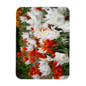 Witte en gembertulpen in de tuin magneet (Verticaal)