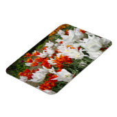 Witte en gembertulpen in de tuin magneet (Linkerzijde)