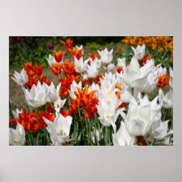 Witte en gembertulpen in de tuin poster