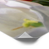 Witte en gembertulpen in de tuin poster (Hoek)