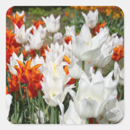Witte en gembertulpen in de tuin vierkante sticker