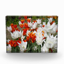 Witte en gembertulpen in het poster van de tuin fotoblokken
