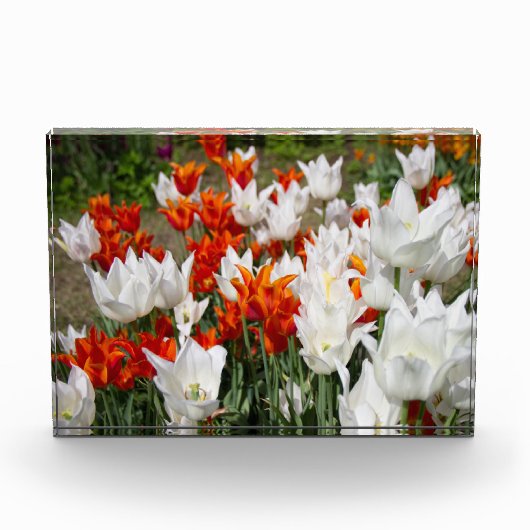 Witte en gembertulpen in het poster van de tuin fotoblokken (Voorkant)