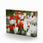 Witte en gembertulpen in het poster van de tuin fotoblokken (Rechts)