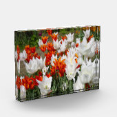 Witte en gembertulpen in het poster van de tuin fotoblokken (Links)