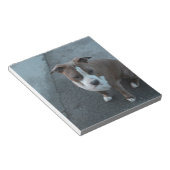 Witte en grijze Pitbull op beton Notitieblok (Schuin)