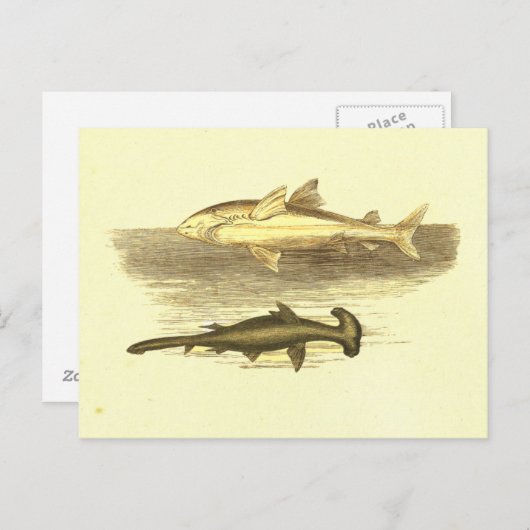 Witte en hamerhaaienhaai lithograaf briefkaart (Voorkant / Achterkant)