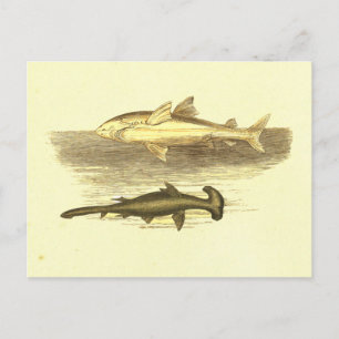 Witte en hamerhaaienhaai  lithograaf briefkaart