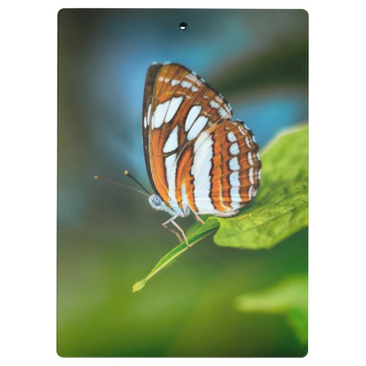 Witte en Oranje gestripte vlinder Klembord (Achterkant)