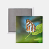 Witte en Oranje gestripte vlinder Magneet (Voorkant / Achterkant)