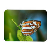 Witte en Oranje gestripte vlinder Magneet (Horizontaal)