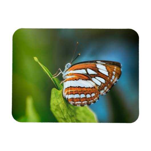 Witte en Oranje gestripte vlinder Magneet (Horizontaal)