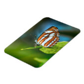Witte en Oranje gestripte vlinder Magneet (Linkerzijde)
