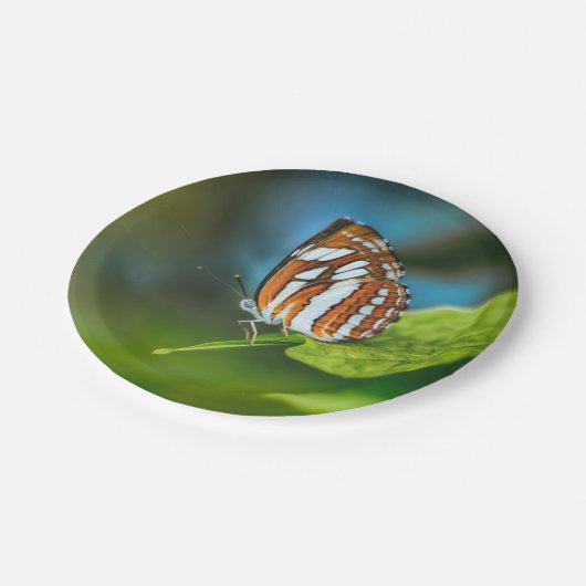 Witte en Oranje gestripte vlinder Papieren Bordje (Gekanteld)