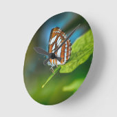 Witte en Oranje gestripte vlinder Ronde Klok (Hoek)