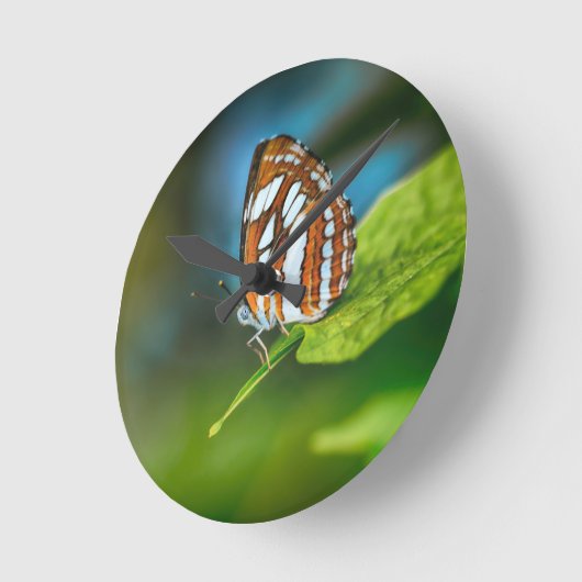 Witte en Oranje gestripte vlinder Ronde Klok (Hoek)