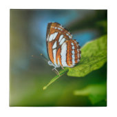Witte en Oranje gestripte vlinder Tegeltje (Voorkant)