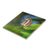 Witte en Oranje gestripte vlinder Tegeltje (Zijkant)