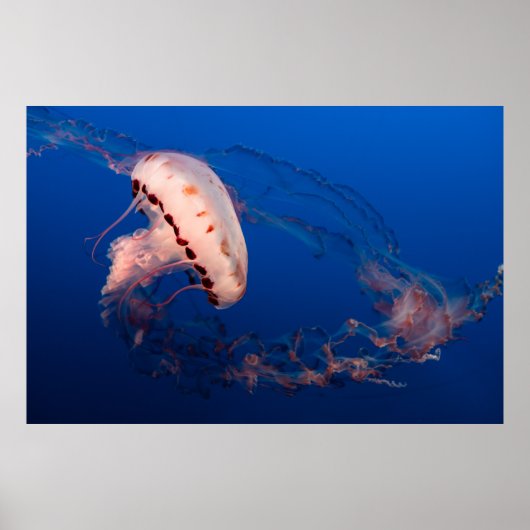 WITTE EN ORANJE JELLYFISH POSTER (Voorkant)