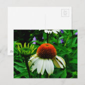 Witte en Oranje kloonbloemen Briefkaart (Voorkant / Achterkant)