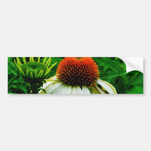 Witte en Oranje kloonbloemen Bumpersticker (Voorkant)