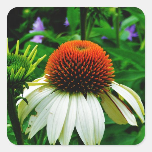 Witte en Oranje kloonbloemen Vierkante Sticker (Voorkant)