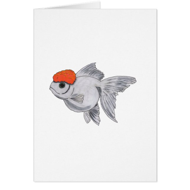 Witte en Oranje oranda Goldfish Aquarium Pet Fish (Voorkant)