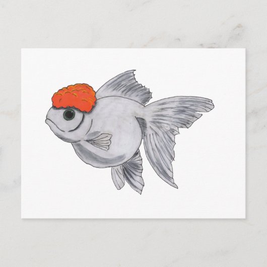 Witte en Oranje oranda Goldfish Aquarium Pet Fish Briefkaart (Voorkant)