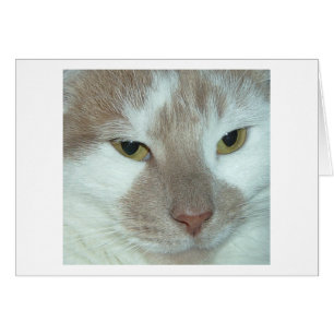 Witte en Oranje tablet