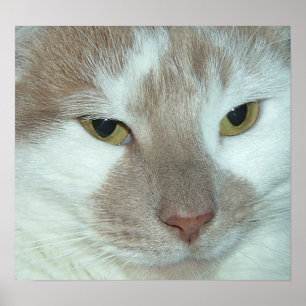 Witte en Oranje tablet Poster