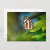 Witte en Oranje vlinder Briefkaart (Voorkant / Achterkant)