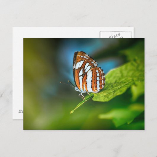 Witte en Oranje vlinder Briefkaart (Voorkant / Achterkant)