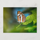 Witte en Oranje vlinder Briefkaart (Voorkant)