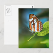 Witte en Oranje vlinder Briefkaart (Voorkant / Achterkant)