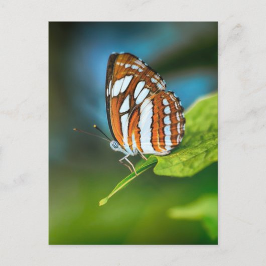 Witte en Oranje vlinder Briefkaart (Voorkant)