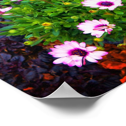 Witte en Paarse Afrikaanse Daisy #1 Poster (Hoek)