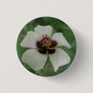 Witte en Paarse Button van passionbloem